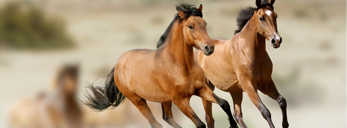 Keeping Your Equine Friend Healthy