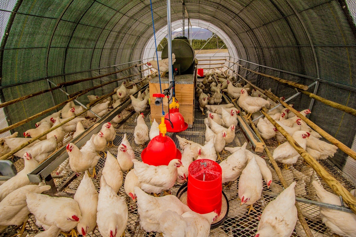 Things that must be Attention in Chicken Business