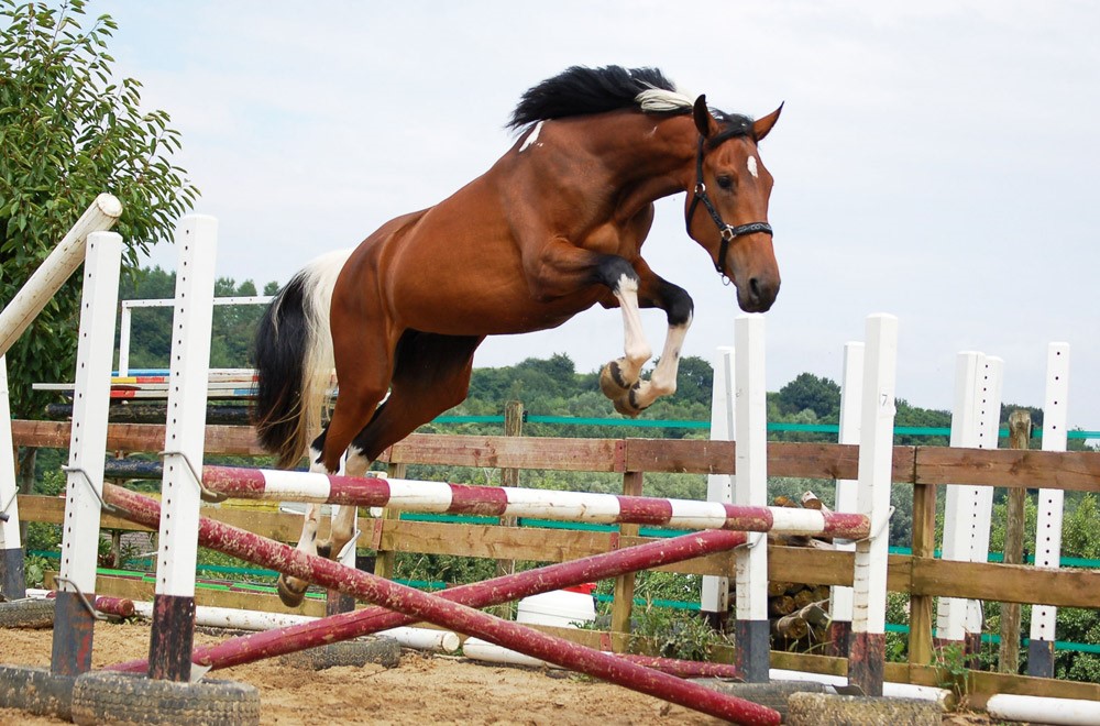 Choice for Someone who Has a jump Horse