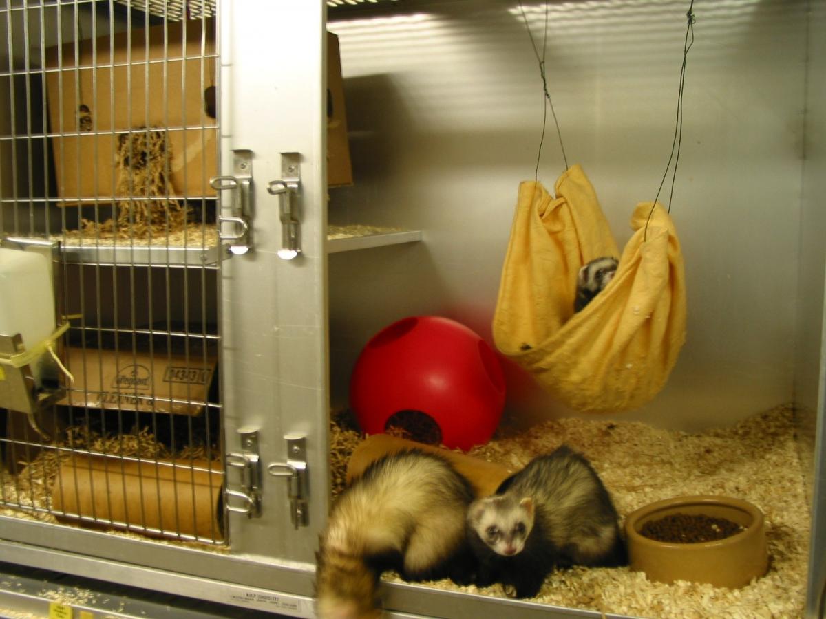Places Where You Can Buy a Ferret - Pet Shops