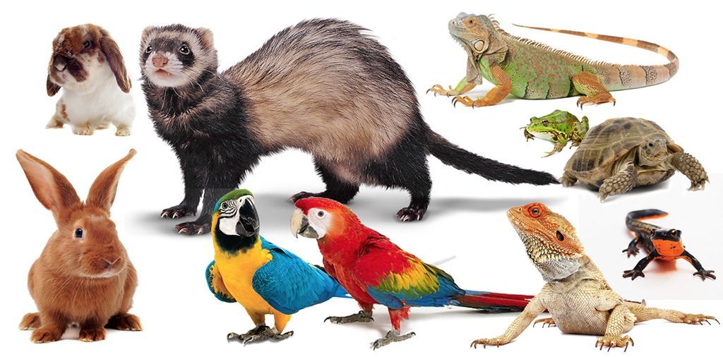 Considering the Many Exotic Pets