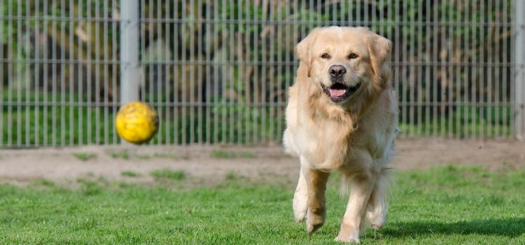 Family Pet Funerals - Time to Update the Lesson