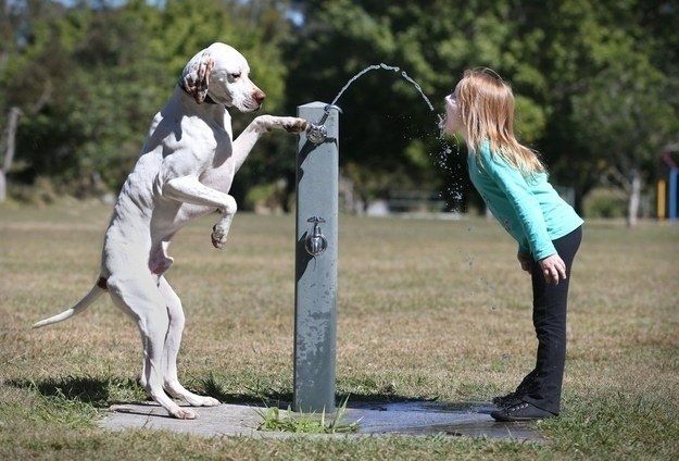 Grieving For and Commemorating Your Pet