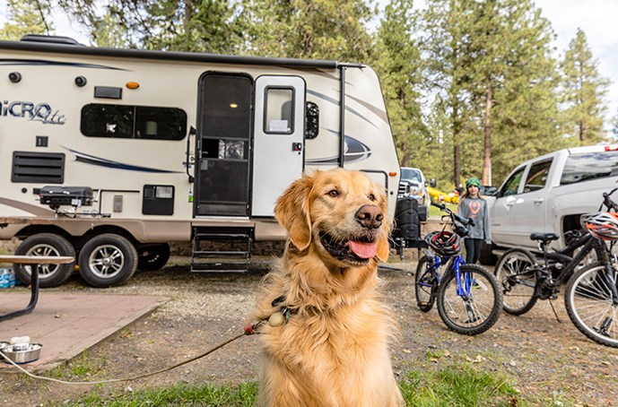 Travel RVing With Pets