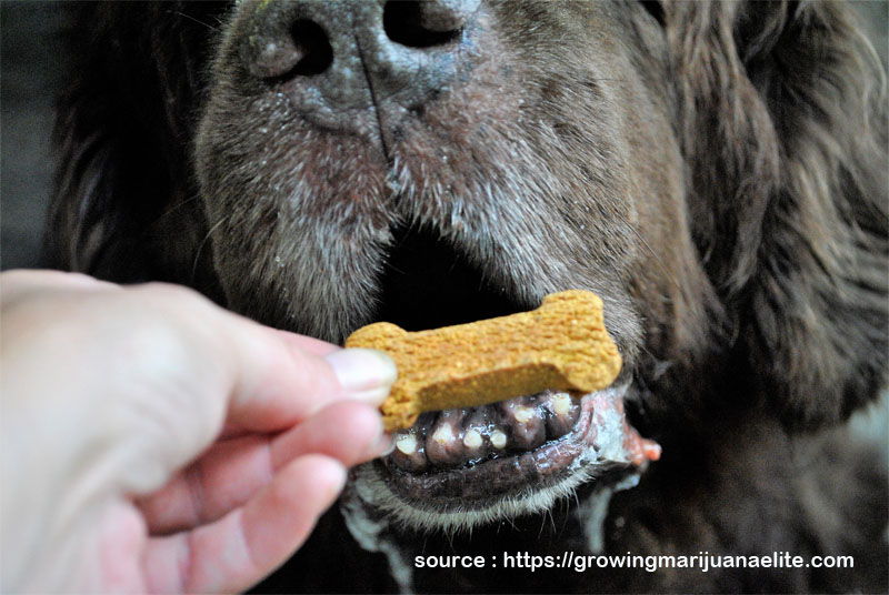 The Best Natural Treatment For Multiple Health Conditions Affecting Your Dog 