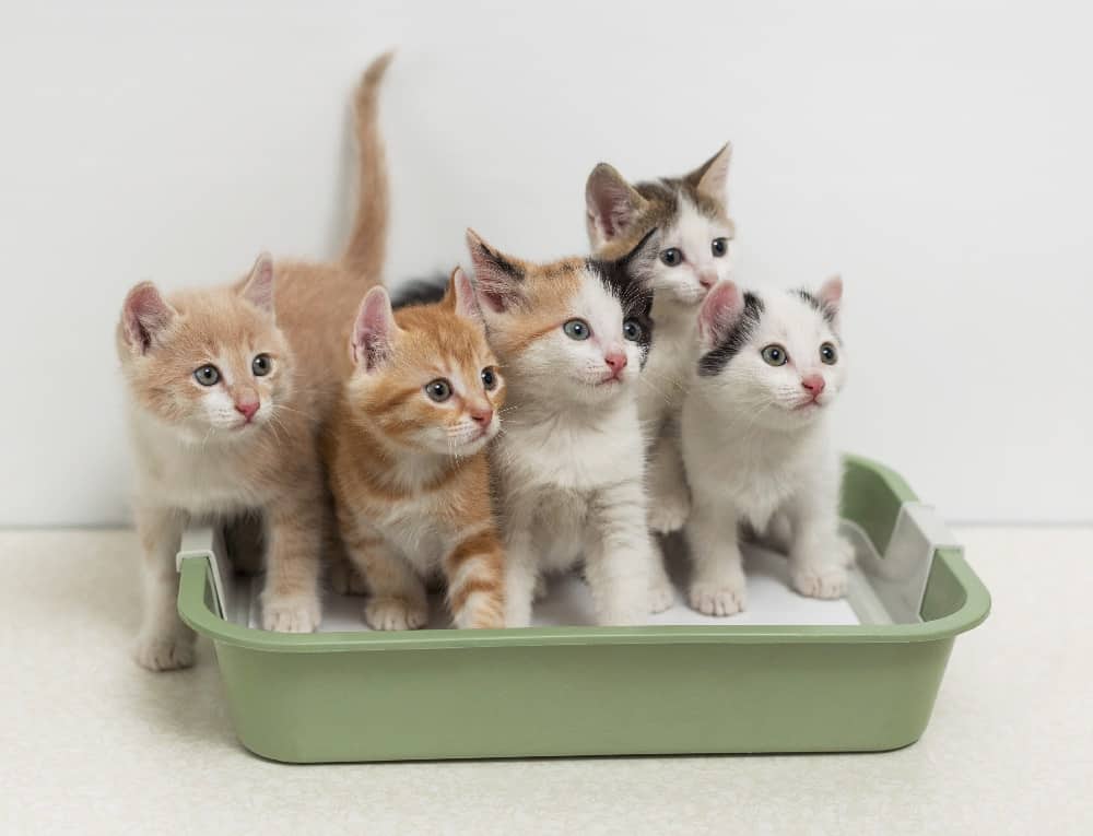 Cat Toilet Coaching Using Just Your Litter Box