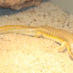 About Berber Skinks