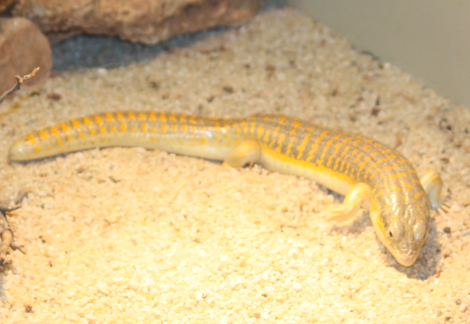 About Berber Skinks