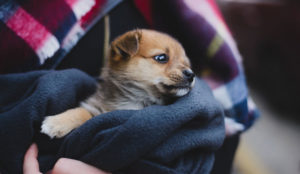 Essential Dog Supplies For Your New Puppy
