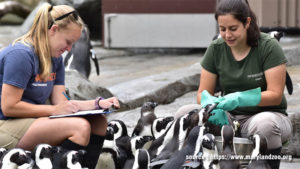How To Start Career In Working With Animals?