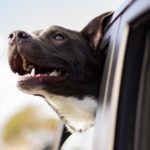 Know the Useful Tips on How to Make Your Dog Car Friendly