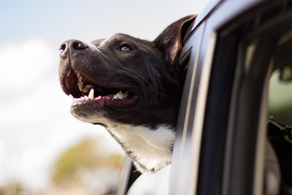 Know the Useful Tips on How to Make Your Dog Car Friendly