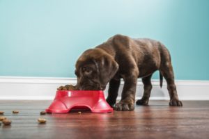 Pet Supplement Facts That You Need To Know