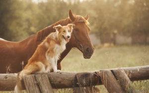 The Evolving Soul of Animals