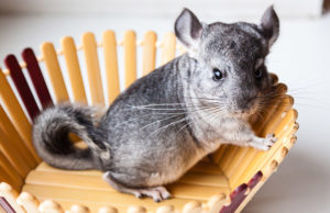 Who Is That Charming Little Creature In My Chinchilla Cage?