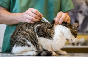 Taking Your Pet To Be Vaccinated By A Veterinarian