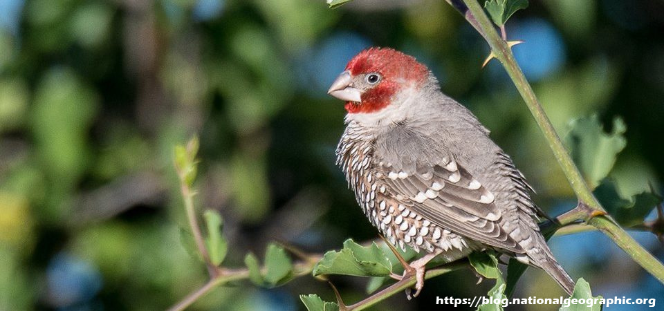 Information and Finch Tips for Bird Lovers