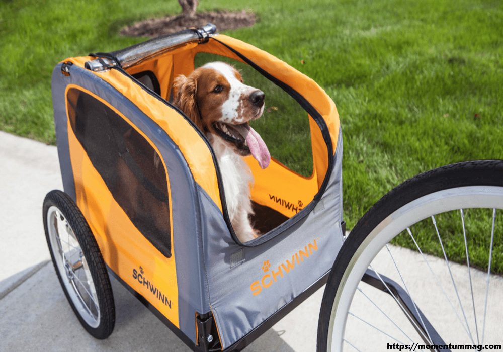 Dog Carrier: Steps to Take When Bringing Your Dog for a Long Journey