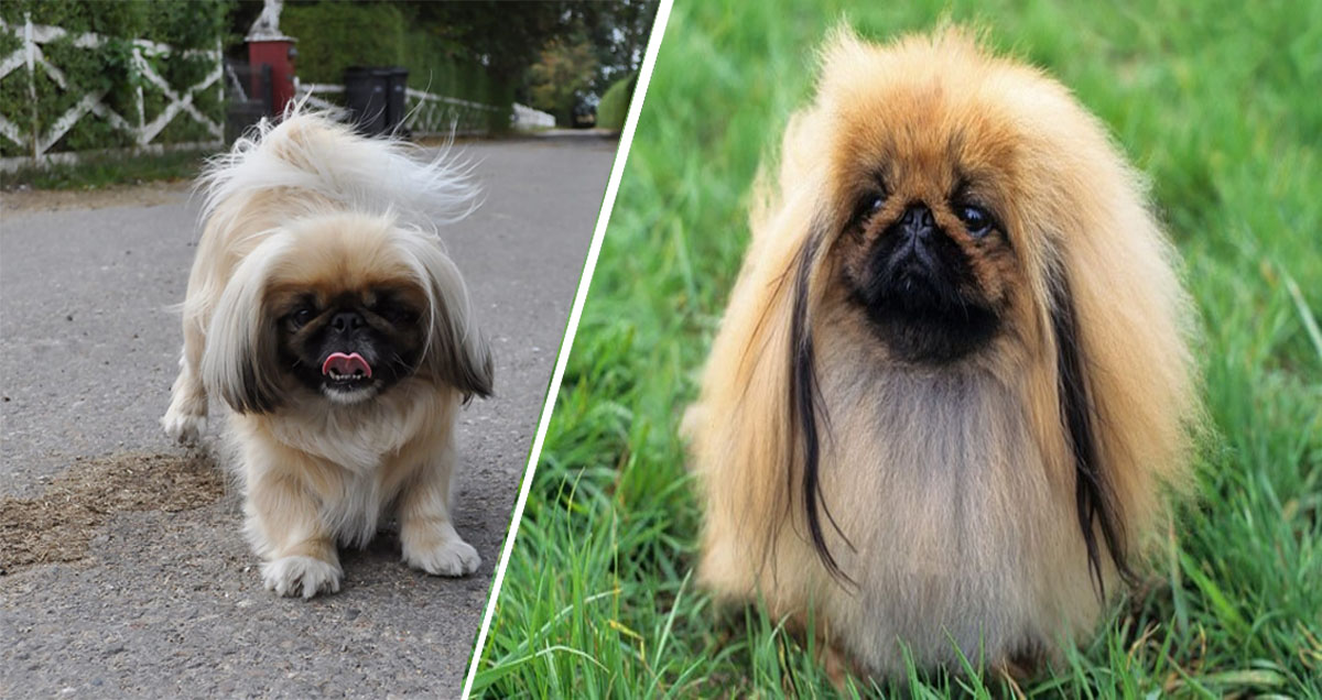 What Should You Know About Caring for Your Little Pekingese Puppy?