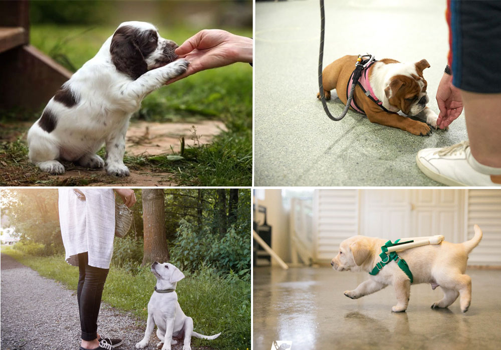 Guide to Puppy Obedience Classes