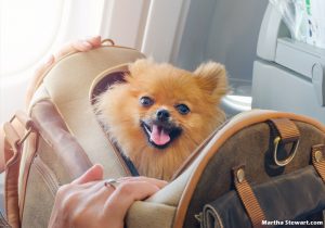 What You Should Know About Pet Carriers