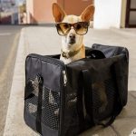 Wheeled Pet Carrier – A Wise Choice For Your Pet While Traveling