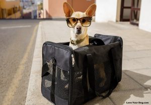 Wheeled Pet Carrier - A Wise Choice For Your Pet While Traveling