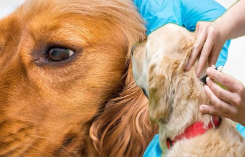 Lyme's Illness In Dogs - How you can Shield Your Best Buddy