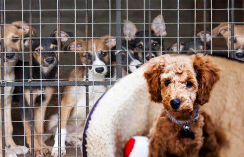 The Importance of Locating the right Pet Store