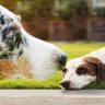 The Troubles and Rewards of Functioning within a Pet Shop