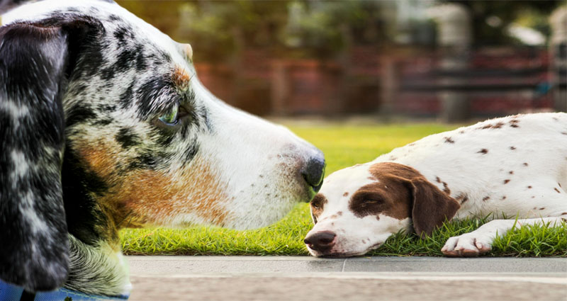 The Troubles and Rewards of Functioning within a Pet Shop