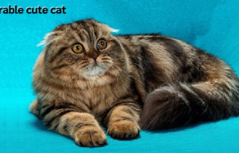 So Adorable Cute Cats With a Flat Expression Of These Five Breeds Make Your Heart Melt Right Away