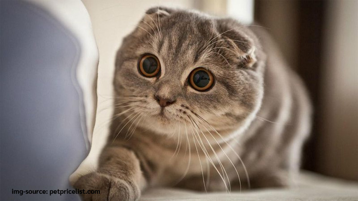 So Adorable Cute Cats With a Flat Expression Of These Five Breeds Make Your Heart Melt Right Away