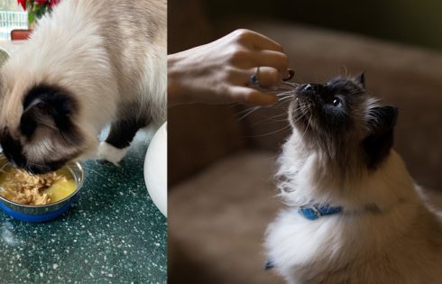 Fur-free Loss with Proper Feed Himalayan Cat Food