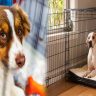 Dog Crate Sizes by Breed