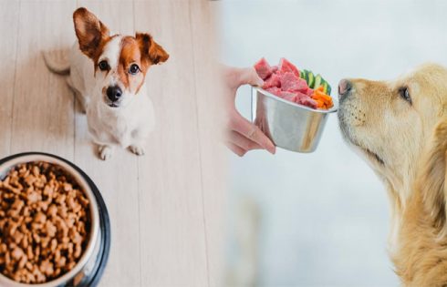 Healthy Dog Food