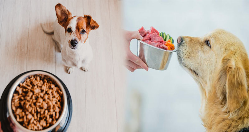 Healthy Dog Food