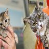 How Do You Take Care of a Kitten for Beginners?