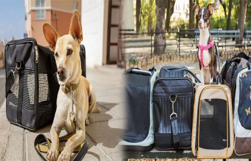 How to Choose a Pet Carrier Airline Approved Size