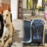 How to Choose a Pet Carrier Airline Approved Size