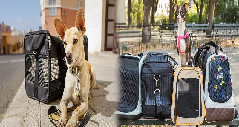 How to Choose a Pet Carrier Airline Approved Size