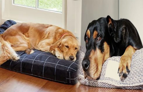 How to Find the Best Dog Beds for Large Dogs