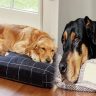 How to Find the Best Dog Beds for Large Dogs