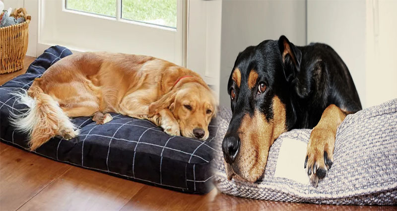 How to Find the Best Dog Beds for Large Dogs