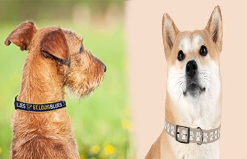 Personalized Dog Collars Reflect Your Pet's Personality