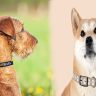 Personalized Dog Collars Reflect Your Pet’s Personality