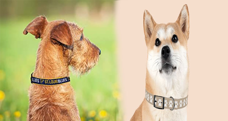 Personalized Dog Collars Reflect Your Pet’s Personality