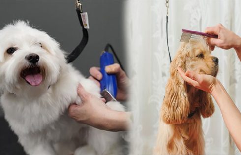 Pet Supplies Plus Grooming Review