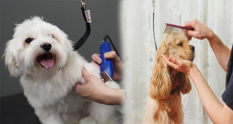 Pet Supplies Plus Grooming Review