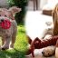 Puppy Toys for Teething